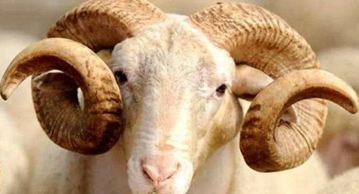 2026 YILI KURBAN BAYRAMI ÖNCESİ KURBANLIK HAYVAN ARZINA İLİŞKİN DEĞERLENDİRME