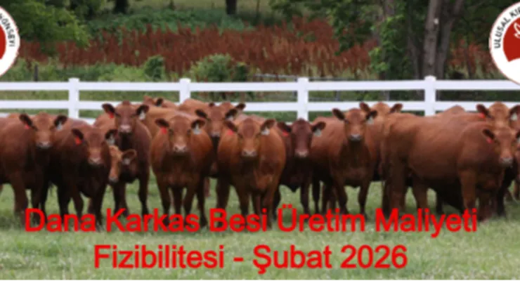 DANA KARKAS BESİ ÜRETİM MALİYETİ FİZİBİLİTESİ - ŞUBAT 2026 FİZİBİLİTE NOTLARI